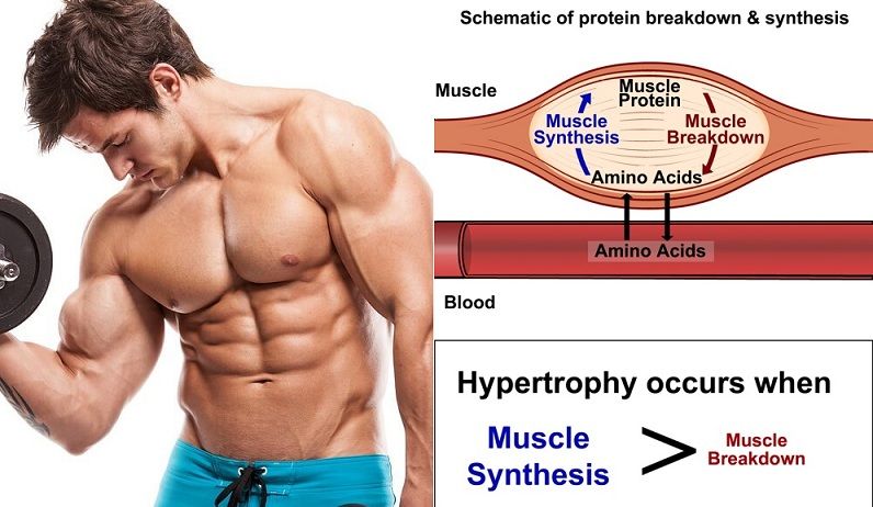 The Role of Protein in Muscle Building and Recovery